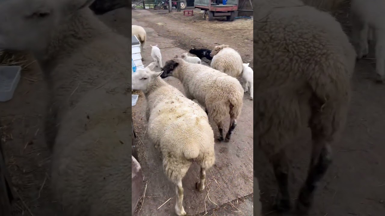 Greetings and good morning it’s the sheep rush hour 