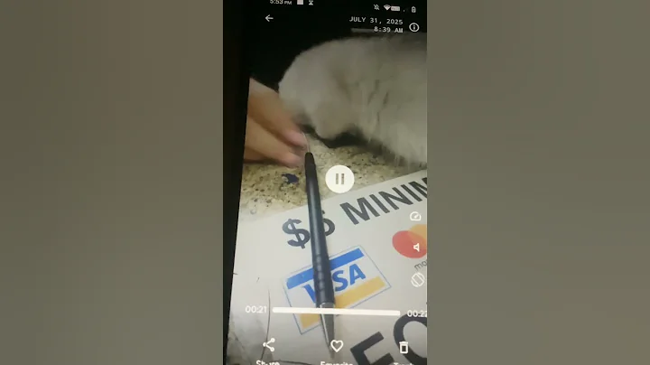 Watch the video about Cutest munchkin cat EVERY