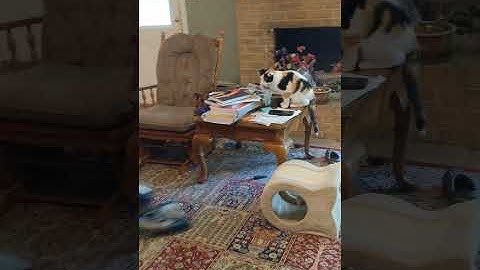 The vacuum cleaner cat 🐈.