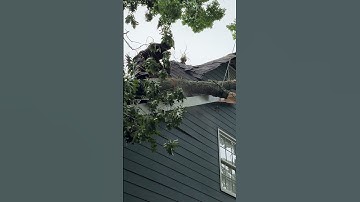 Emergency Tree Removal  #amor #music #viralvideo #memes #amorproprio #show