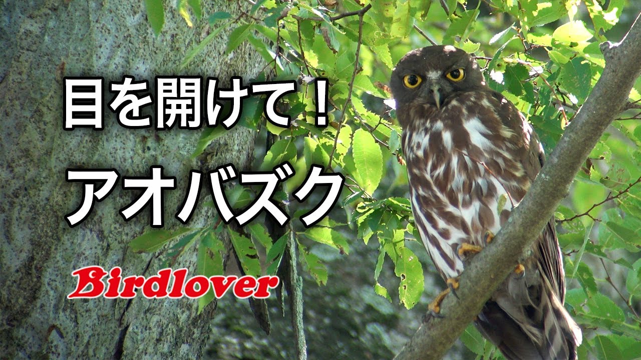 野鳥観察 アオバズクが目を開けてくれた フクロウ動画 Brown Hawk Owl Youtube
