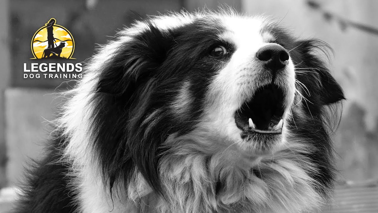 aggressive border collie puppy