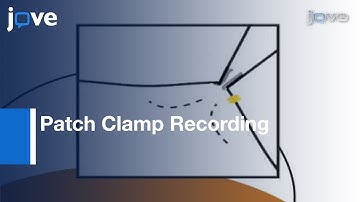 Patch Clamp Recording: Ion Channels Expressed In Xenopus Oocytes l Protocol Preview