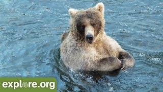 Meet 435 Holly  Bears of Brooks Falls