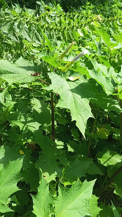 Datura Stramonium var. Tatula and White.Fruiting.