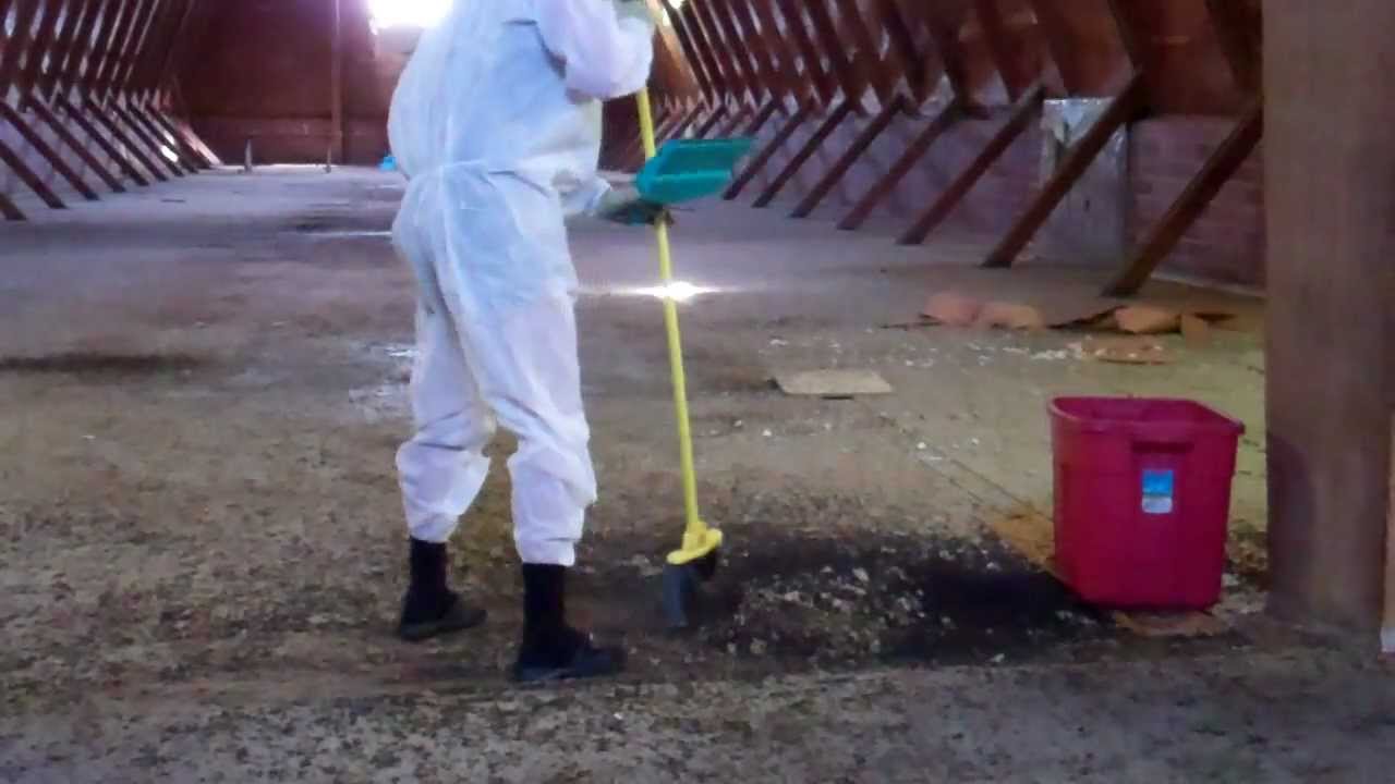 video phone beyonce mp3 Bat Guano for compost pile