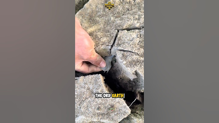 Rescued TURTLE from Dry Land – Animal Rescue! 🐢 | Turtle Rescue #TurtleRescue #AnimalRescue