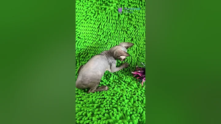 Watch the video about Adopt Taori