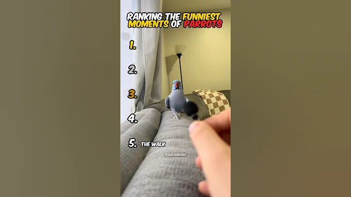 Ranking The Funniest Parrot Moments 🦜😂