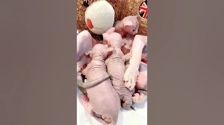 Watch the video about Sphynx Kittens Family part 1 #shorts