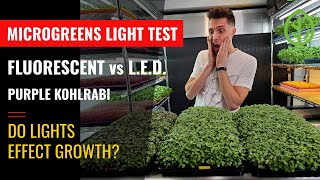 Microgreen Lighting: Fluorescent vs LED's - Purple Kohlrabi - On The Grow