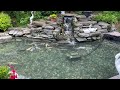 Koi Fish | Summer is pond season! What’s stopping you from getting one?