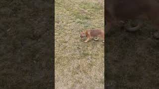 Met Hera Op De Heide.