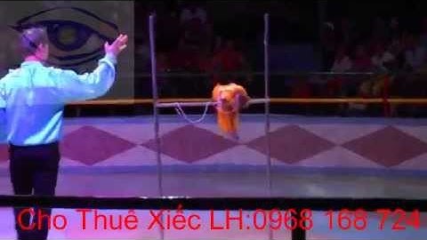 Cho thuê xiếc khỉ, ảo thuật, múa rối, tết thiếu nhi LH 0968 168 724