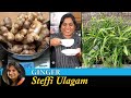 How to grow Ginger in Tamil | Steffi Ulagam