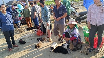 Bê Bê Núi | Trực tiếp chợ chó 24/8/2025 cún hmong cộc, xù đỏ Bắc Hà nhiều vô kể!