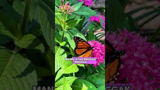 Rahasia Kupu-kupu Yg Nggak Banyak Orang Tahu!! #shorts #shortsfeed #shortsviral #funfacts #butterfly