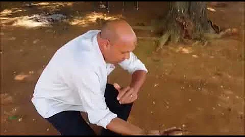 O que acontece se for picado por uma lacraia?