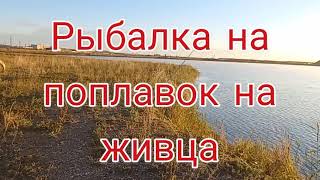 Ловля судака на живца . Рыбалка на живца на поплавок . Судак . Рыбалка 2021 . Судак сегодня 2021 .