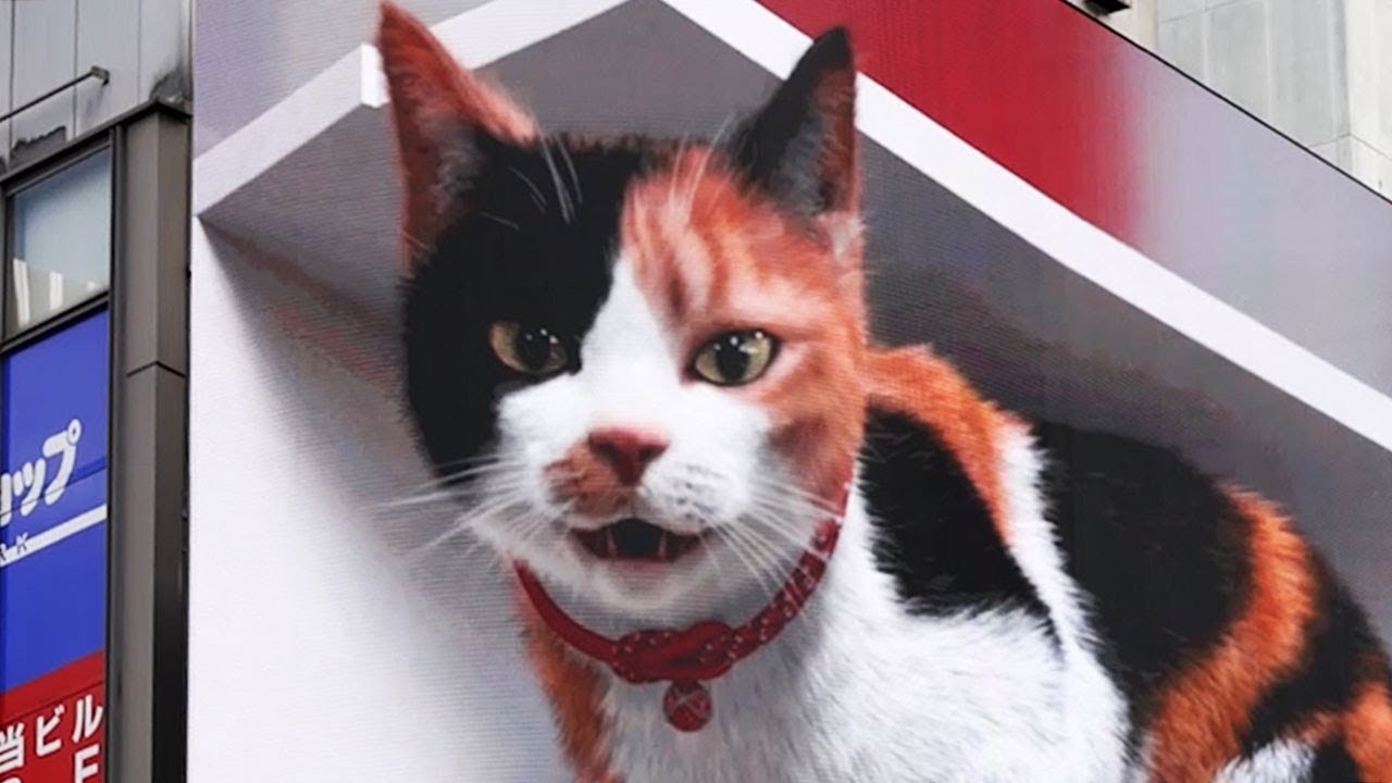 新宿に巨大な3d 三毛猫 現れる Giant 3 D Calico Cat Prowls The Shinjuku Skyline In Front Of Station Youtube