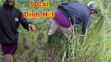 Bẫy Chuột  20 Cái Trúng Ổ Cống Nhum Tơ Quá Đã|20 mouse traps Hit the Nhum To sewer