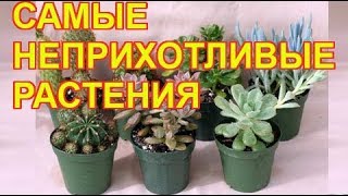 ТОП 5 неприхотливых растений для дома