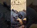 WORLDS BIGGEST SCORPION CLIMBS ON ME WHILE CATCHING AND EATING TWO WORMS!