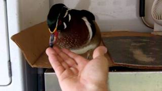 Zippy the family wood duck