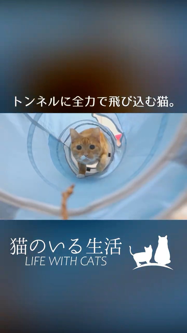 【猫が居る生活】 Life with Cats - YouTube