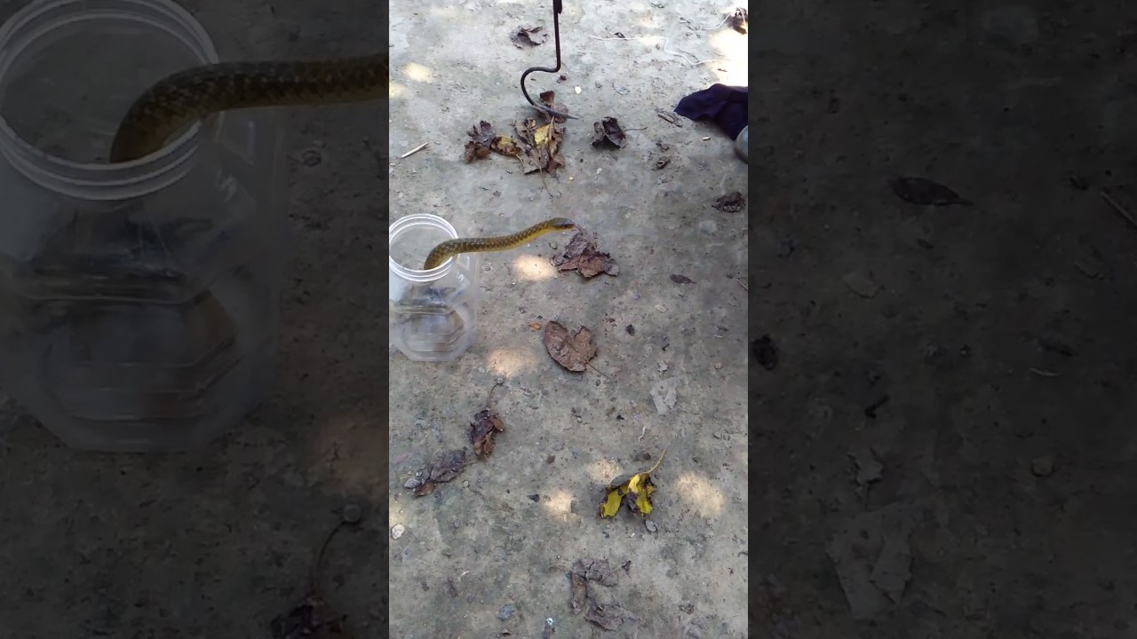 camera iphone 8 plus apk Checked keelback water snake