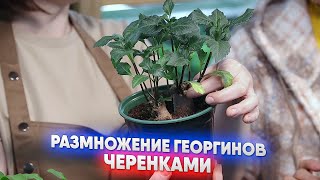 видео: Размножение георгинов черенками картинка: Размножение георгинов черенками