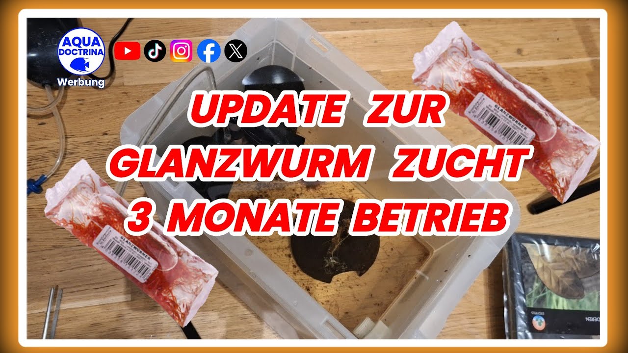 Glanzwurm Zucht Update nach 3 Monate Betrieb  Folge: 86