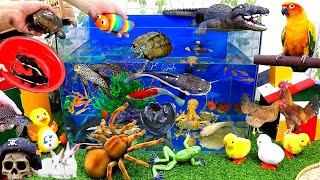 Catch Cute Animals, Rainbow Chicken, Rabbit, Turtle, Catfish, Crocodile, Ducks, Goldfish