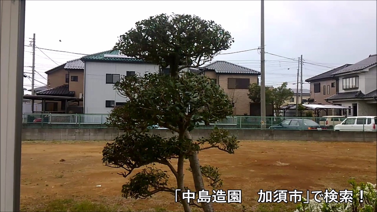 ヒイラギの剪定 作業前と後 加須市 久喜市 幸手市の植木屋 Youtube