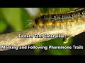 Tent caterpillar trail marking