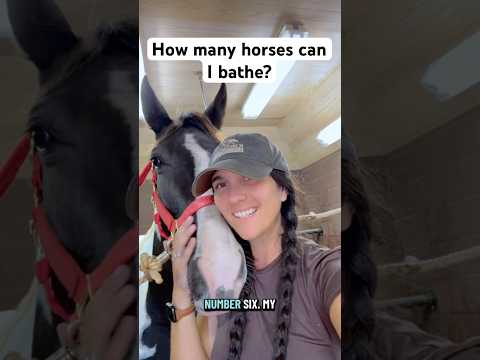 The Most I Ve Done At Once Horses Equestrian Horsegirl Cowgirl Horse Animals Pets Farmlife