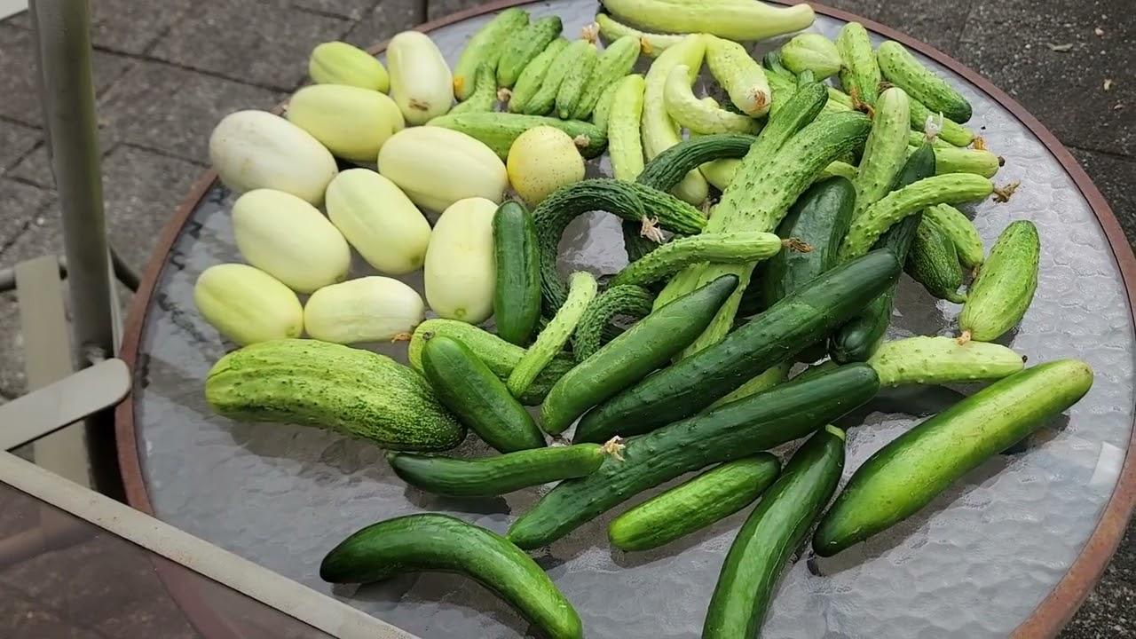 THU HOẠCH NGUYÊN BÀN DƯA LEO, MÂM XÔI ĐỎ,RAU SAM