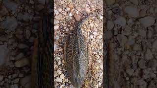 PENASARAN IKAN APA INI ??? TOLONG YANG TAU KOMEN. #ikan #shorts #viral