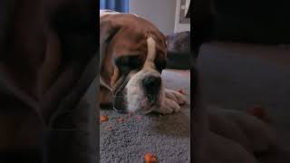 Boxer Dogs Eating Carrots!   Good Snack!