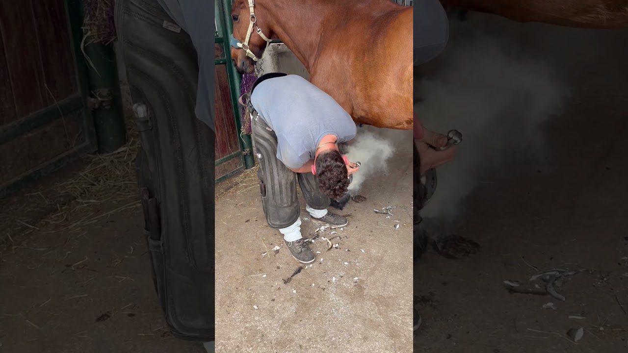 Burning on hot horse shoe 🔥🔥🔥 #foryou #horse #farrier #equestrian  #satisfying