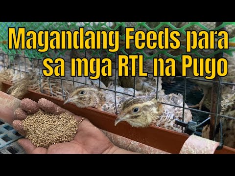 Video: Paano Sanayin ang isang Ferret upang Itigil ang Biting: 10 Hakbang (na may Mga Larawan)