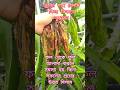 কিভাবে বুঝবেন আপনার ড্রাগন গাছ হেলদি দেখুন #shortsfeed #shortvideo #gardening #dragon #viral #short