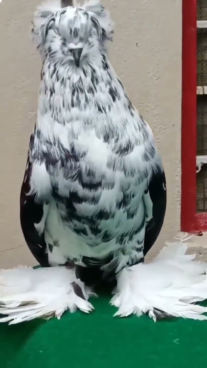 FULL FANCY PIGEON 🥇