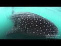 JOE ROMEIRO - WHALE SHARK DEMO1