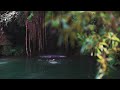 🌲 4K Forest Relaxation - Peaceful Nature Aerial for Stress Relief 🌳