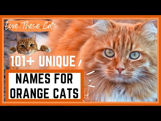 101+ Unique Ginger Cat Names (with context!) ???????? - YouTube