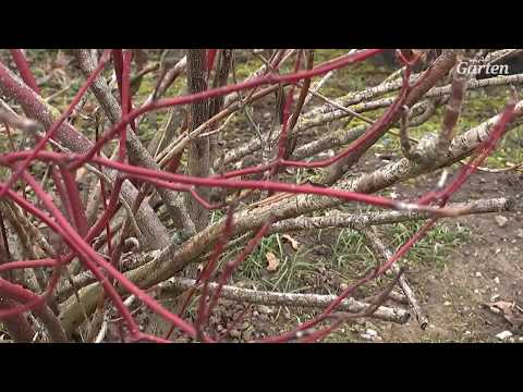 Video: Growing Tatarian Dogwoods – So pflegen Sie einen tatarischen Hartriegelstrauch