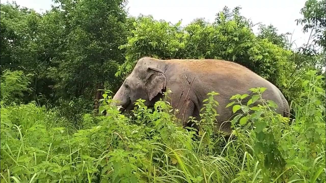 Happy 2nd Rescue Anniversary and 37th Birthday Kaavan ! Kaavan
