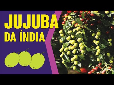 Vídeo: Cuidados com jujuba - Como cultivar uma jujuba