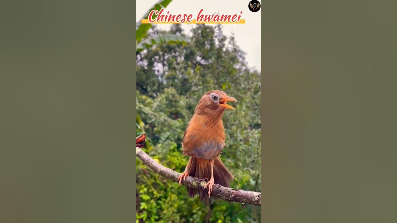 Chinese hwamei Birds Call #birdsounds #birdcalls #nature #wildbirds #birdfacts